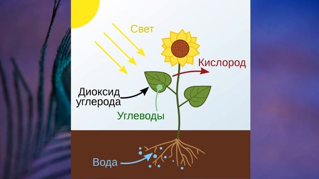 §8 "Организм как единое целое", Билогия 6 класс, Сивоглазов. смотреть онлайн