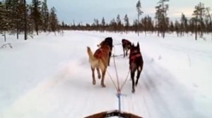 Husky dog does a poo while running