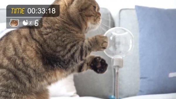 Find the Hidden Cat Treat Challenge