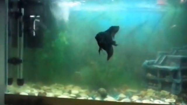 Скалярия и Акулий сом, делят дом. смотреть онлайн