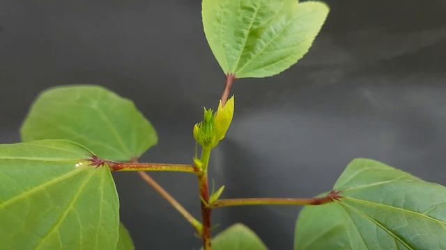 HOW TO GROW ROSELLA FROM SEED (Hibiscus Sabdariffa)