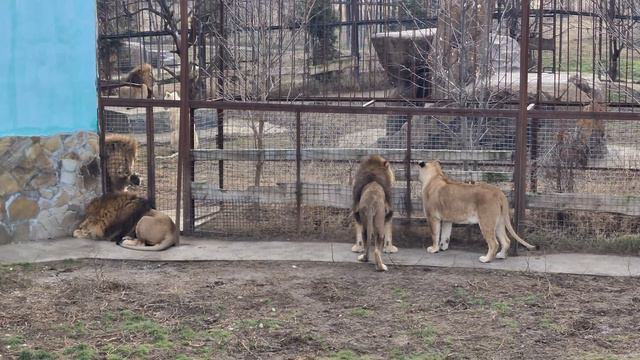 Казанова приревновал Темногривого! Тайган смотреть онлайн