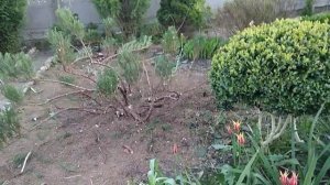 Юкке и лилиям особую клумбу