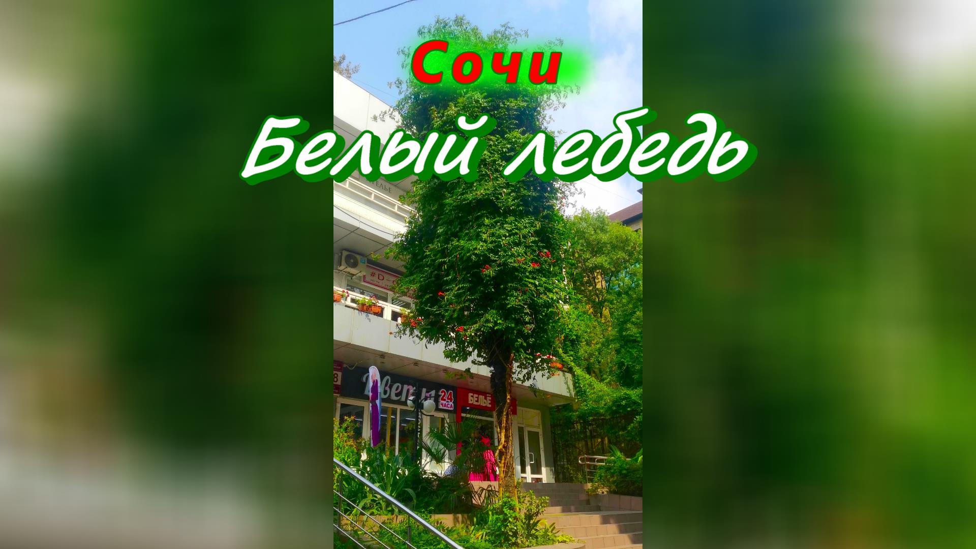 Сочи Белый лебедь смотреть онлайн