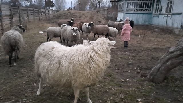 овцы романовские смотреть онлайн