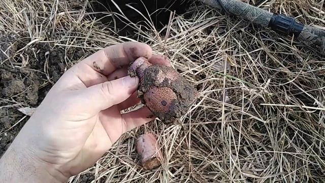 #Minelab Equinox 800 600. СНАЙПЕРКА СНОВА РАДУЕТ!