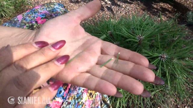 Хвойные растут лучше в специальном грунте