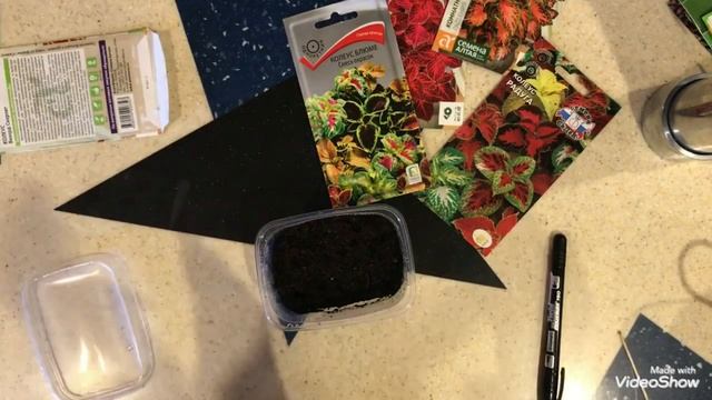 Моя рассада Колеусов. Колеусы от посева до пикировки. смотреть онлайн