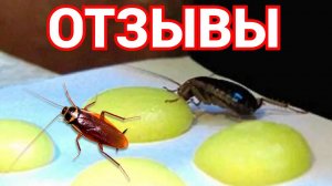 Шарики с борной кислотой  от тараканов наши отзывы.mp4