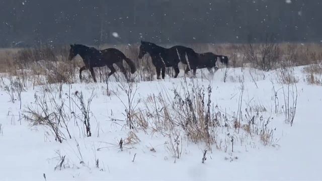 Прогулка в поле компании лошадей! Дикие мустанги)??? смотреть онлайн