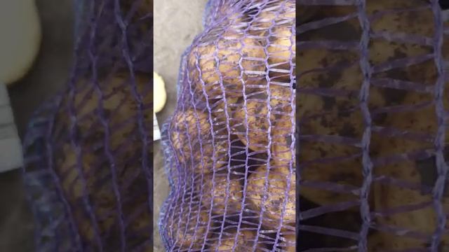 Картофель Крым, ПГТ Первомайское!!! ЦЕНА 34 рублей!!! 29.04.2022 смотреть онлайн