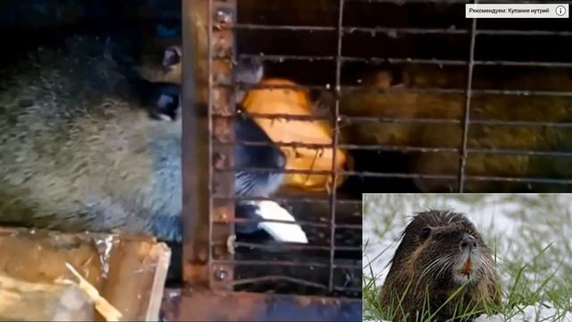 ПОРОДЫ НУТРИЙ. СТАНДАРТНАЯ.NUTRIA BREEDS. STANDARD. смотреть онлайн