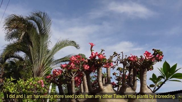 Adenium Taiwan Mini Grafted On A Huge Adenium Arabicum Rootstock