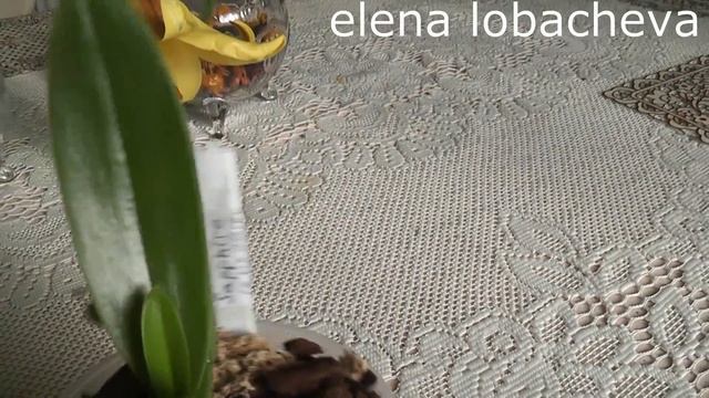 Новая орхидея из Азии. Фаленопсис Tzu Chiang Sapphire blue . смотреть онлайн