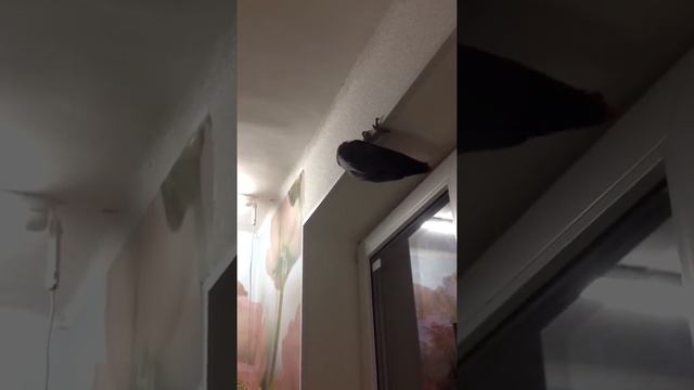 Вечерняя разминка))) смотреть онлайн