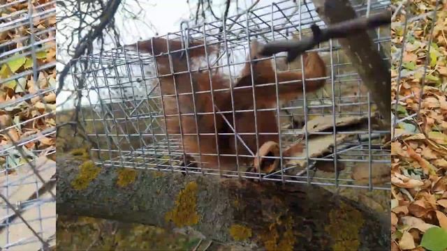 ПОЙМАЛ И ПЕРЕСЕЛИЛ БЕЛКУ I Обзор ловушки для крыс, белок и других грызунов смотреть онлайн