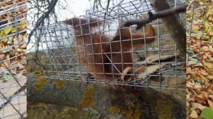 ПОЙМАЛ И ПЕРЕСЕЛИЛ БЕЛКУ I Обзор ловушки для крыс, белок и других грызунов