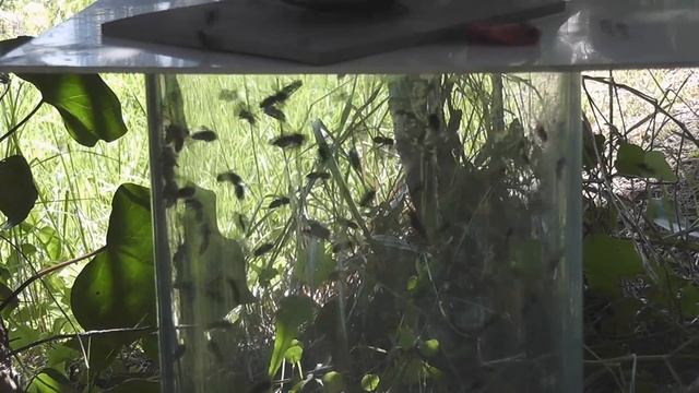 Wasps v Chlorine gas смотреть онлайн