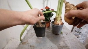 Гиппеаструм или амариллис? Отличия во всём.