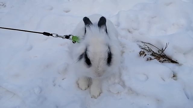 КРОЛИК В СНЕГУ смотреть онлайн