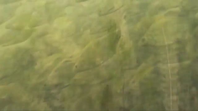 все о леще смотреть онлайн