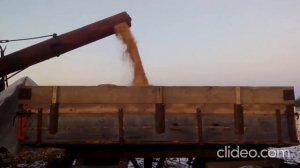 Уборка кукурузы 2020 комбайном  НИВА