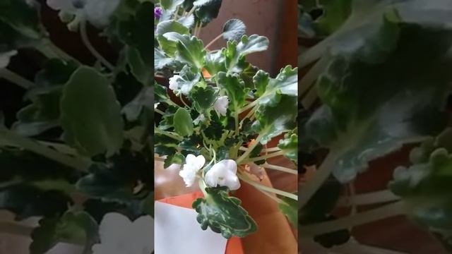 Пластины для стирки Гринвей - БИО удобрение для растений смотреть онлайн