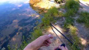 рыбалка на десногорском водохранилище - белый амур, как его поймать...