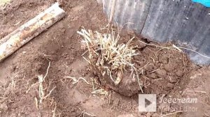 Пересадка большого куста чубушника.