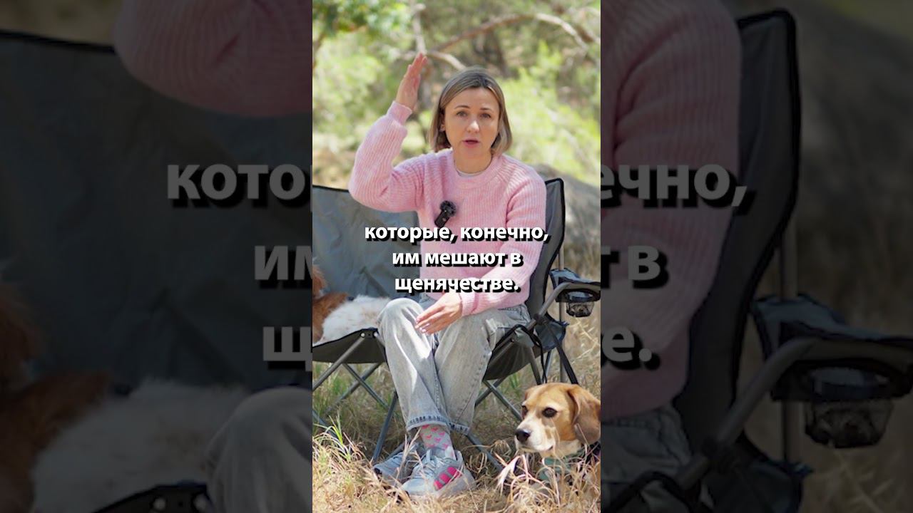 Купирование ушей и хвостов собакам #shorts смотреть онлайн