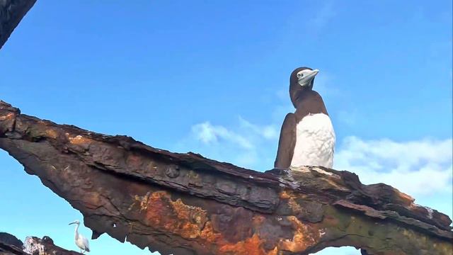 Great Barrier Reef Turtles Nesting and other Amazing Marine Life on Heron Island смотреть онлайн