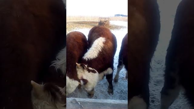 Казахская белоголовая порода смотреть онлайн