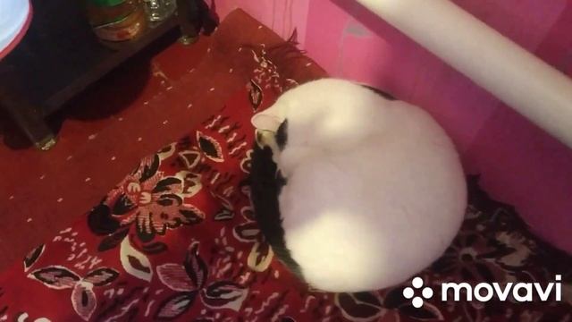 #shorts Кошечка Кокки,киска хочет праздника! смотреть онлайн