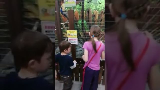 Павлин раскрыл свой хвост смотреть онлайн
