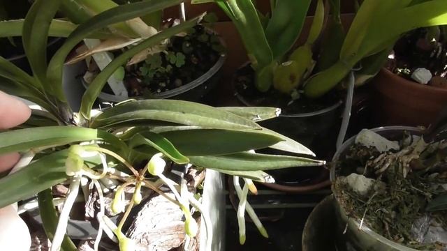 Прощаюсь с орхидеями. Лучший вариант посадки для Neofinetia falcata смотреть онлайн