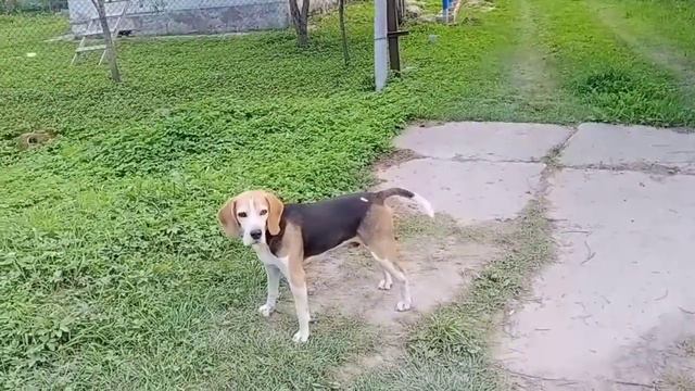 Породы собак. Бигль смотреть онлайн