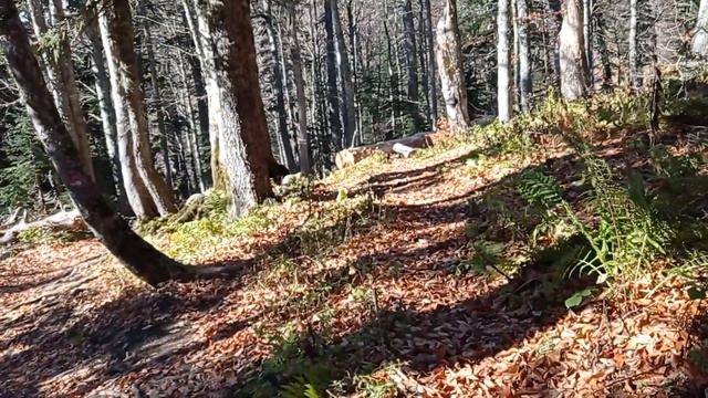 Горный Лес в Адыгей смотреть онлайн