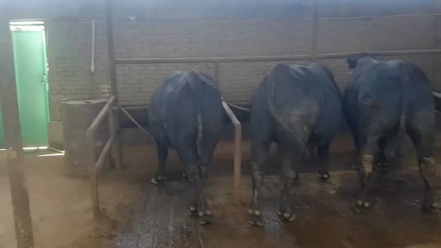 UY SHAROITIDA  1.5 TONNALIK ANGUS  AULIKUL ZOTLI MOLLAR SOTILADI