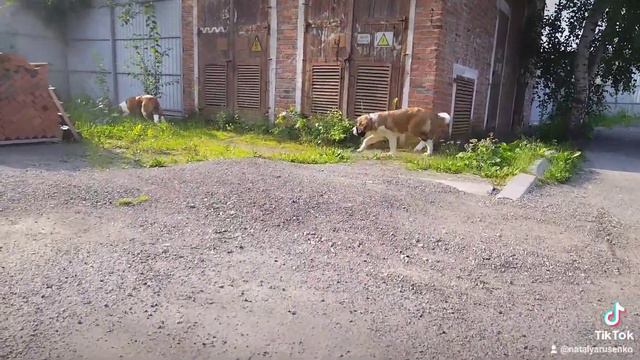 малышечка Любимый Гигант смотреть онлайн