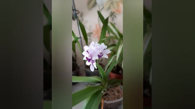 Фаленопсис Tzu Chiang Sapphire. Сапфир. смотреть онлайн