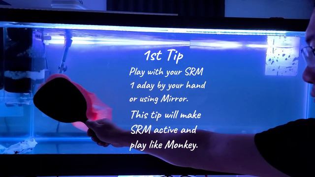 3 tips get your Super Red Monkey flowerhorn, SRM big Kong and Rich Red color. смотреть онлайн