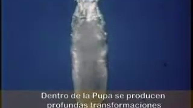 Drosophila melanogaster, cicle de vida смотреть онлайн