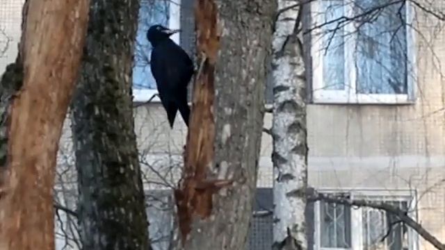 Дятел 2 дня долбит деревья в труху, сбивая с них к смотреть онлайн