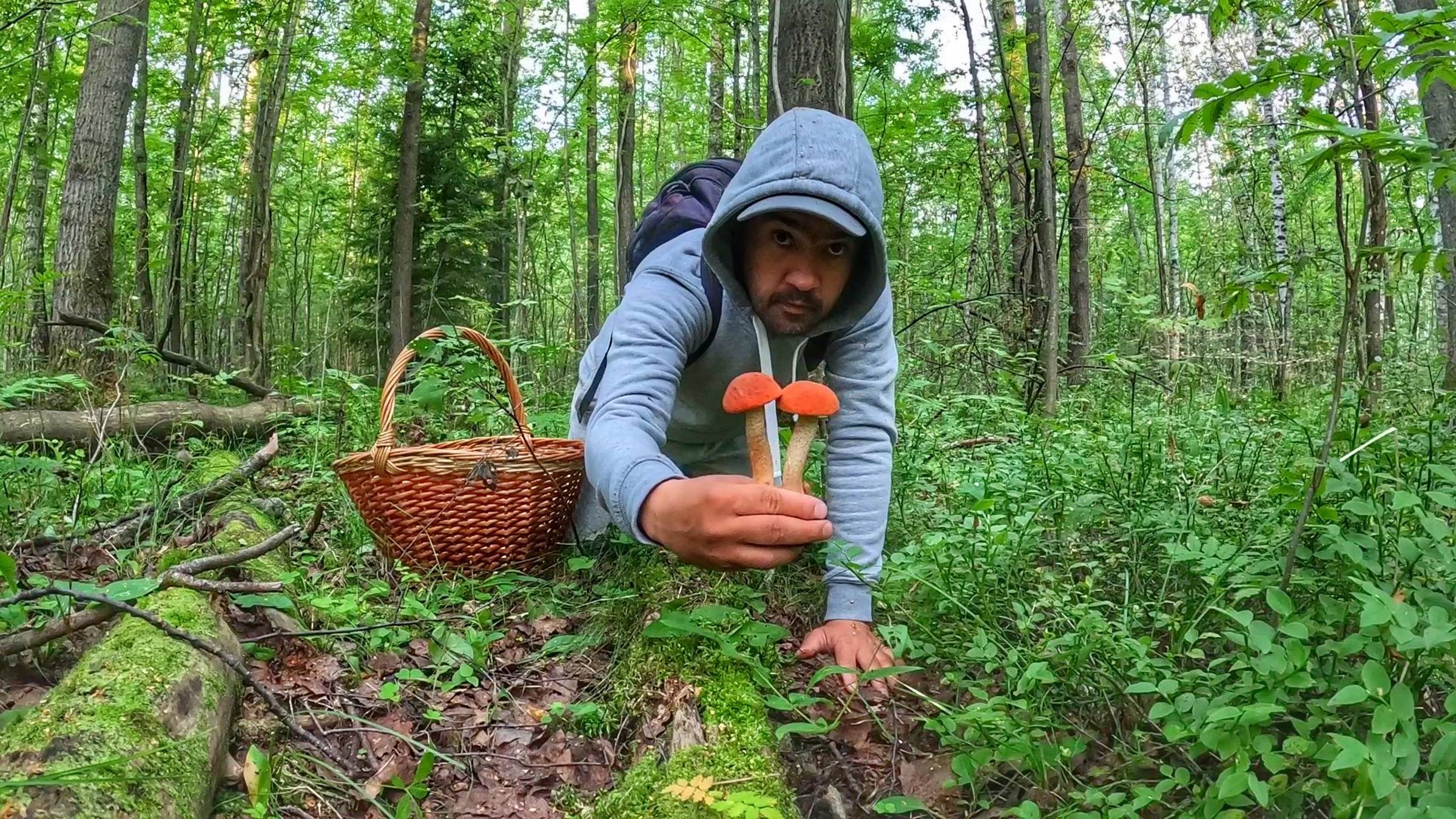 Тихая охота в сухом лесу. Подосиновики атакуют. Не ожидал,что найду столько много грибов. Грибы 2023 смотреть онлайн