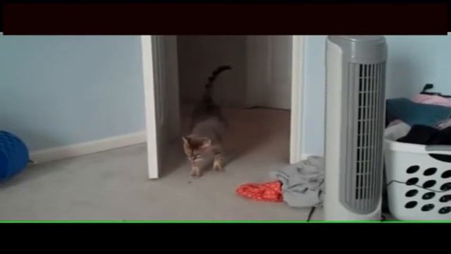 12 Curious but shy cat kangaroo  Любопытный но пугливый кот кенгуру