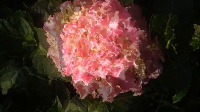 Hydrangea macrophylla Beautensia™ Spike 2016г. смотреть онлайн