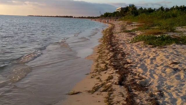 Полёт грифа-индейки и цапля на закате (Часть 3) смотреть онлайн