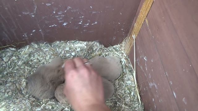 Много крольчат! Проверяем окролы. смотреть онлайн