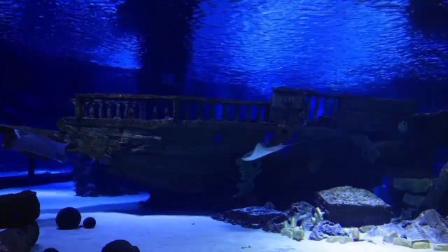 Aquarium video.Sea Animals With Relaxing Music смотреть онлайн
