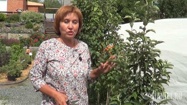 Формировка колоновидных яблонь смотреть онлайн